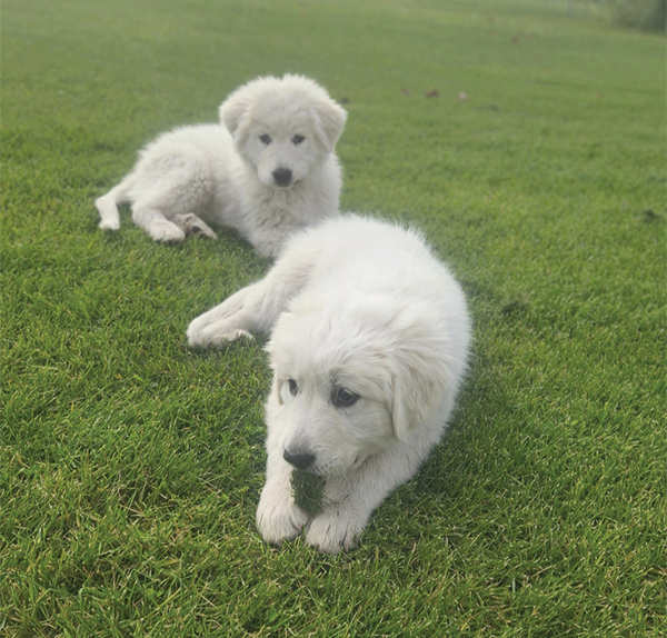 GREAT PYRENEES PUPPIES GREAT PYRENEES PUPPIES