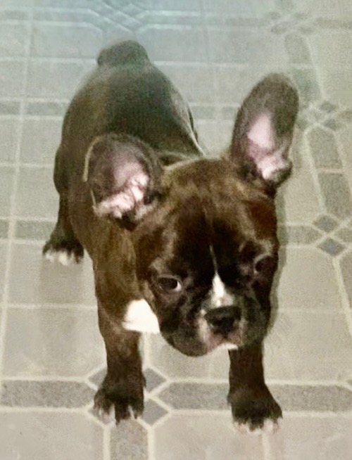 FRENCHTONS: 3/4 FRENCH BULLDOG, 1/4 BOSTON TERRIER FRENCHTONS: 3/4 FRENCH BULLDOG, 1/4 BOSTON TERRIER