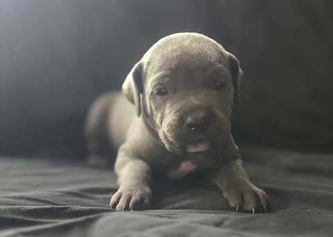 AKC CANE CORSO PUPPIES AKC CANE CORSO PUPPIES
