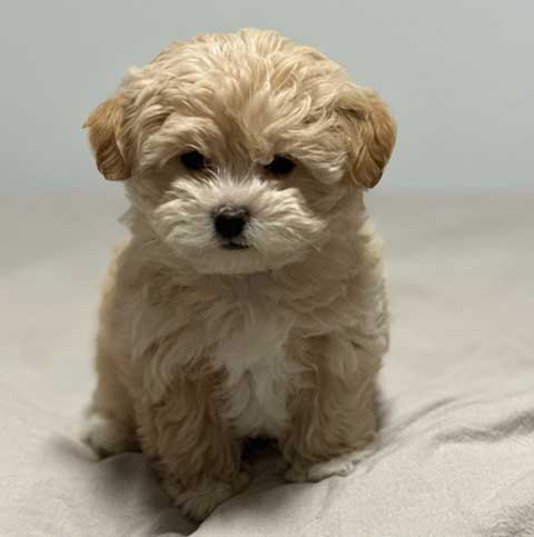 MALTIPOO PUPPIES MALTIPOO PUPPIES