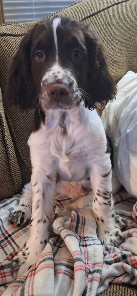 ENGLISH SPRINGER SPANIEL PUPPY ENGLISH SPRINGER SPANIEL PUPPY