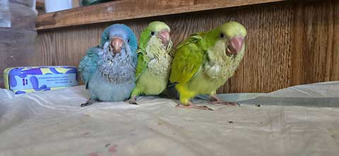 HANDFED QUAKER PARROT BABIES HANDFED QUAKER PARROT BABIES