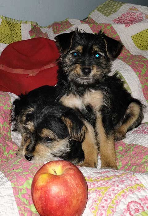 CAIRN TERRIER YORKIE PUPPIES CAIRN TERRIER YORKIE PUPPIES