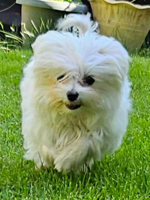 MALTESE END OF SEASON SALE MALTESE END OF SEASON SALE