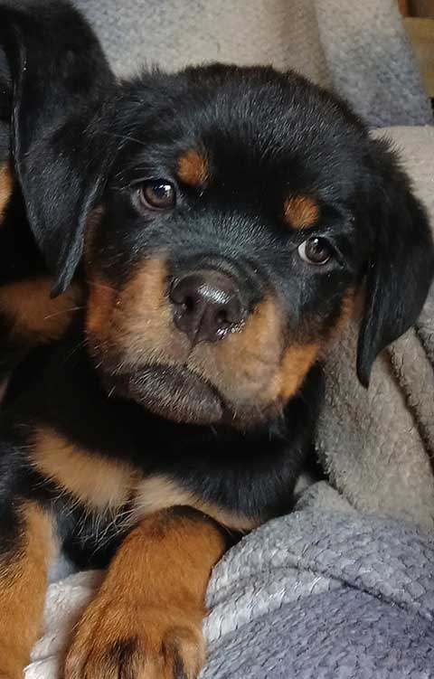 AKC ROTTWEILER PUPPIES AKC ROTTWEILER PUPPIES