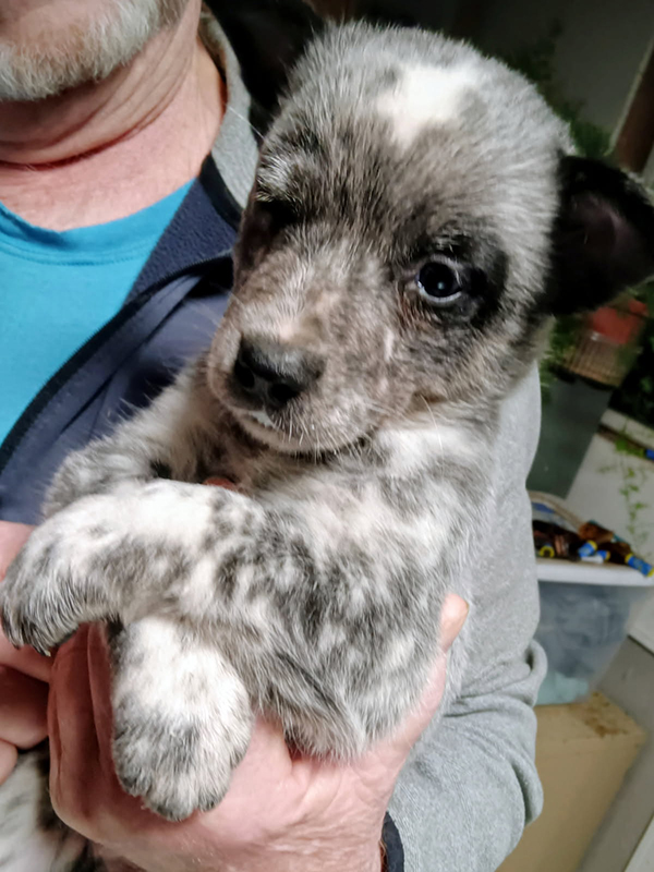 HEELER PUPPIES HEELER PUPPIES
