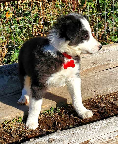 BORDER COLLIE PUPPIES BORDER COLLIE PUPPIES