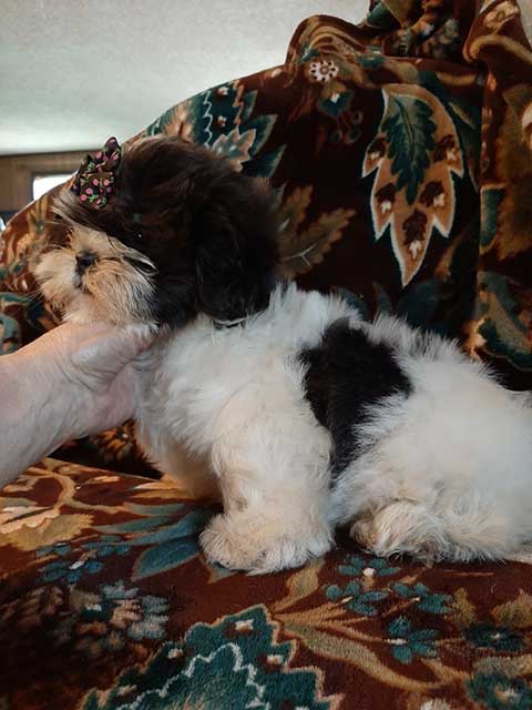 ADORABLE AKC SHIH TZU PUPPY, FEMALE ADORABLE AKC SHIH TZU PUPPY, FEMALE
