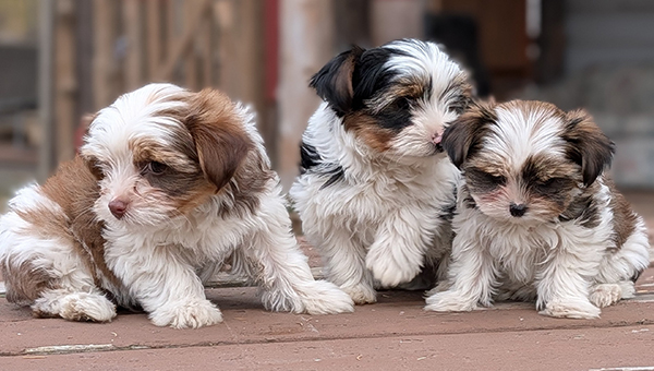 BEAUTIFUL CKC REGISTERED YORKIE PUPPIES BEAUTIFUL CKC REGISTERED YORKIE PUPPIES