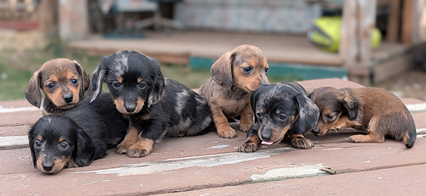 MINI DACHSHUND PUPPIES  MINI DACHSHUND PUPPIES