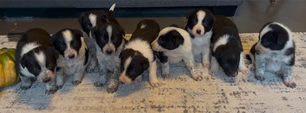 BORDER COLLIE MIX PUPPIES BORDER COLLIE MIX PUPPIES