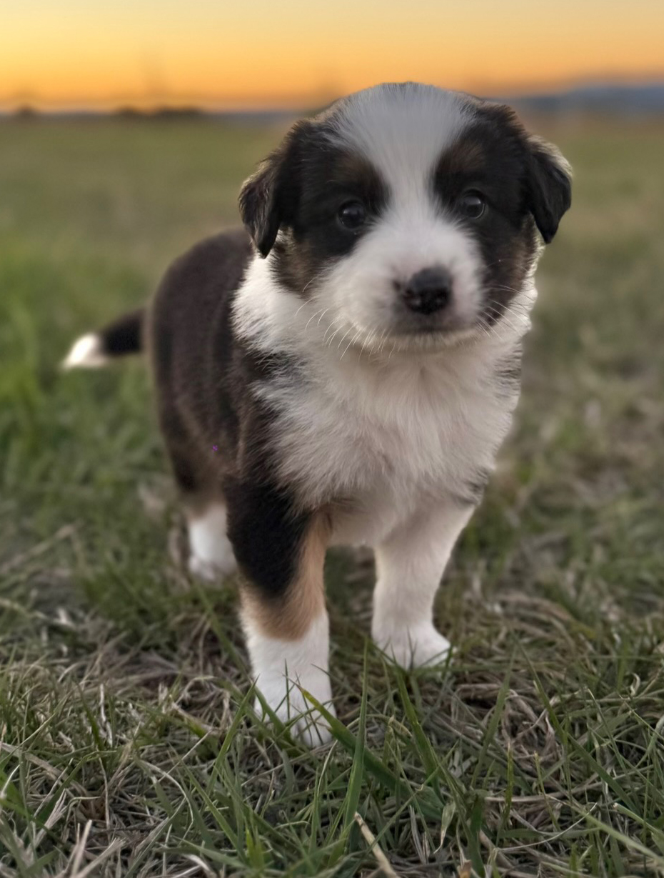 SMART, PLAYFUL BORDER COLLIE/ ENGLISH SHEPHERD PUPS SMART, PLAYFUL BORDER COLLIE/ ENGLISH SHEPHERD PUPS