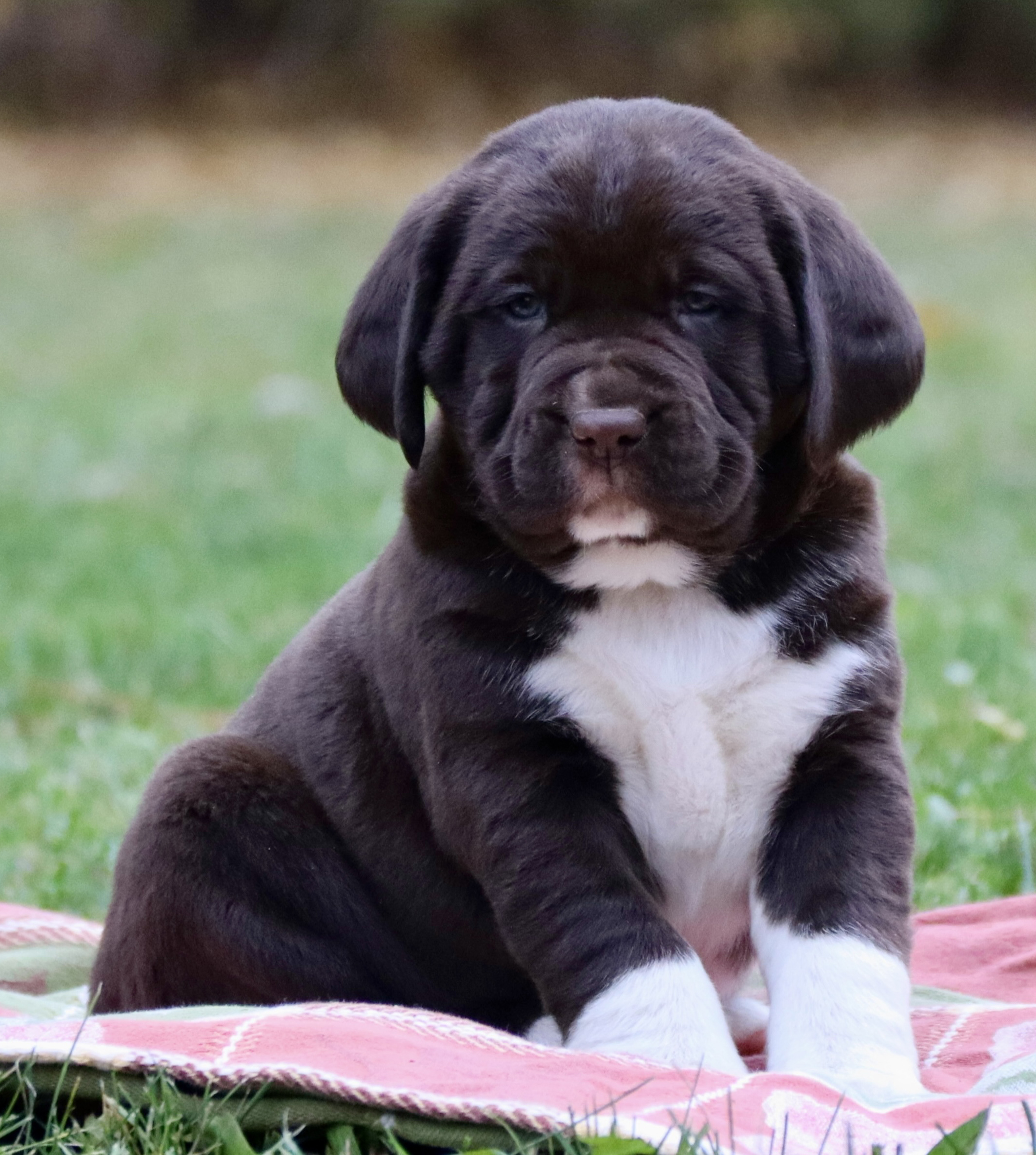 ADORABLE SPRINGADOR PUPPIES ADORABLE SPRINGADOR PUPPIES