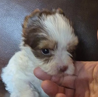 AKC PARTI YORKIE FEMALE PUPPIES AKC PARTI YORKIE FEMALE PUPPIES