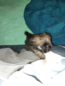POO-CHI MALE POO-CHI MALE