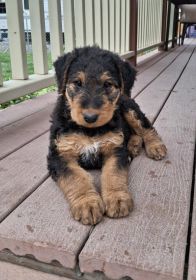 AIREDALE PUPPIES