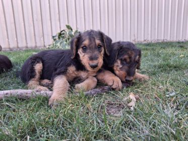 AIREDALE PUPPIES