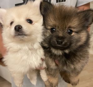 POMERANIAN PUPPIES