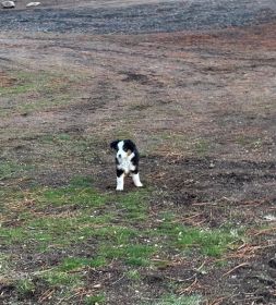 REG. MINI AUSSIE PUPPIES