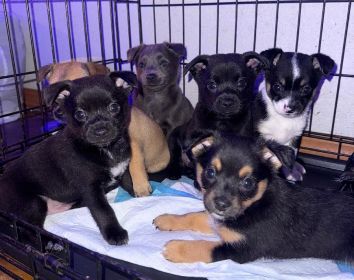 PINNERANIAN PUPPIES PINNERANIAN PUPPIES