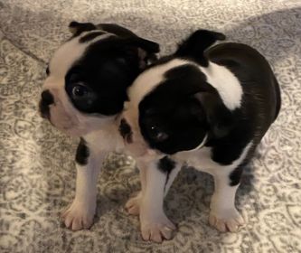 AKC BOSTON TERRIER PUPPIES