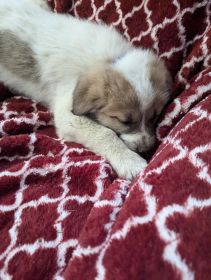 LIVESTOCK GUARDIAN DOGS