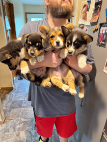 MALE CORGI PUPPIES MALE CORGI PUPPIES