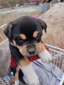 COMPANION BUDDIES ROTTWEILER/SHEPHERD/LAB MIX