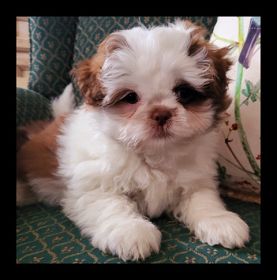 SHIH TZU MALE PUPPY