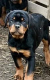 AKC ROTTWEILER PUPPIES