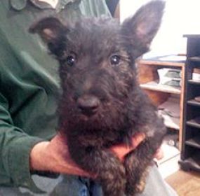 AKC REG. BRINDLE FEMALE SCOTTISH TERRIER AKC REG. BRINDLE FEMALE SCOTTISH TERRIER
