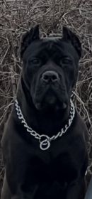 CHAMPION BREED CANE CORSO PUPPIES