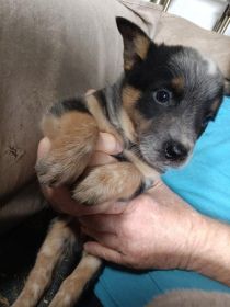 HEELER PUPPIES HEELER PUPPIES