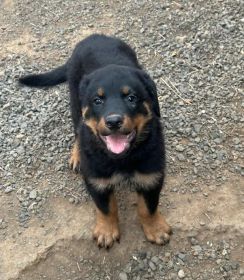 AKC REG. ROTTWEILER PUPPIES