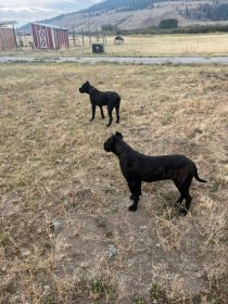 CHAMPION BREED CANE CORSO PUPPIES