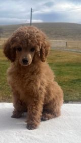 AKC RED & WHITE TOY POODLES