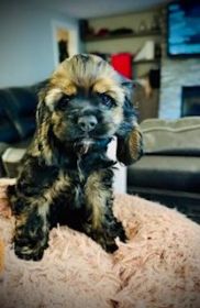 ADORABLE, PLAYFUL & LOVING COCKER SPANIEL PUPPIES ADORABLE, PLAYFUL & LOVING COCKER SPANIEL PUPPIES