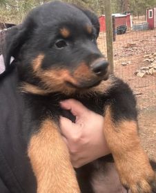 AKC REG. ROTTWEILER PUPPIES