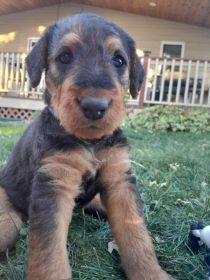 AIREDALE PUPPIES