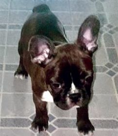 FRENCHTONS: 3/4 FRENCH BULLDOG, 1/4 BOSTON TERRIER FRENCHTONS: 3/4 FRENCH BULLDOG, 1/4 BOSTON TERRIER