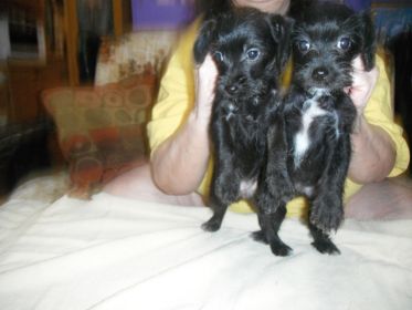 ONE YORKIE POO MALE PUPPY LEFT