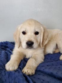 AKC ENGLISH CREAM GOLDEN RETRIEVER PUPPIES