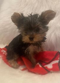 PUREBRED FEMALE AKC YORKIE PUPPIES