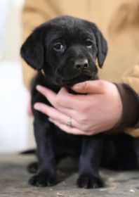 AKC LAB PUPPIES!