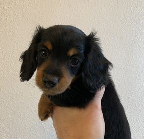 MINIATURE DACHSHUND PUPPY