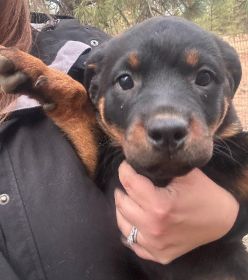 AKC REG. ROTTWEILER PUPPIES