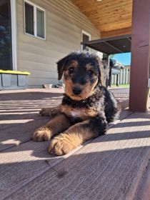 AIREDALE PUPPIES