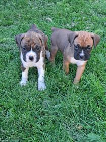 AKC BOXER PUPPIES