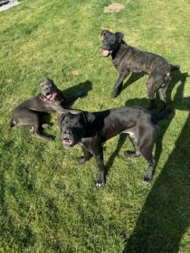 CHAMPION BREED CANE CORSO PUPPIES