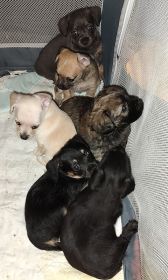 POO-CHI PUPPIES POO-CHI PUPPIES